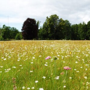 Varför vi använder miljömärkta städprodukter